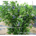 High Quality Blueberry Tree Seeds For Planting